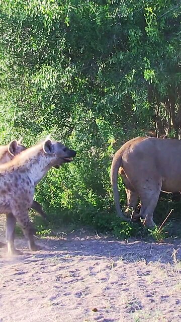 wildlife animals attack