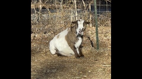 Happy Pregnant Goat Ginny