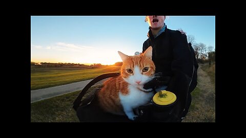 A cat on a bike