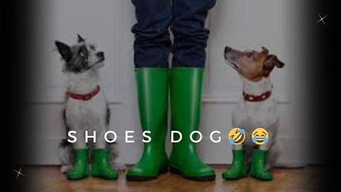 Funny Dog 😂 | shoes dog