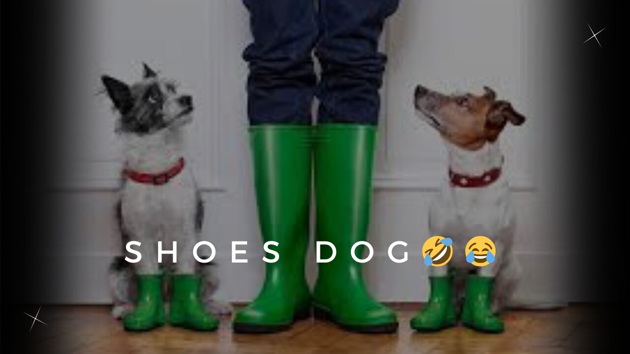 Funny Dog 😂 | shoes dog