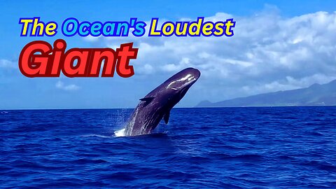 The Loudest Animal on Earth: The Sperm Whale | #animals #facts #viral