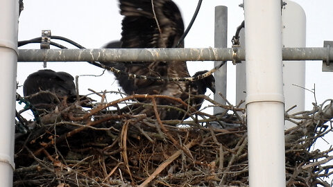 Local Eaglets Getting Big Part 2