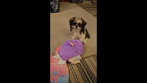 Blossom Gets The Zoomies (Featuring Blossom The Shihtzu)