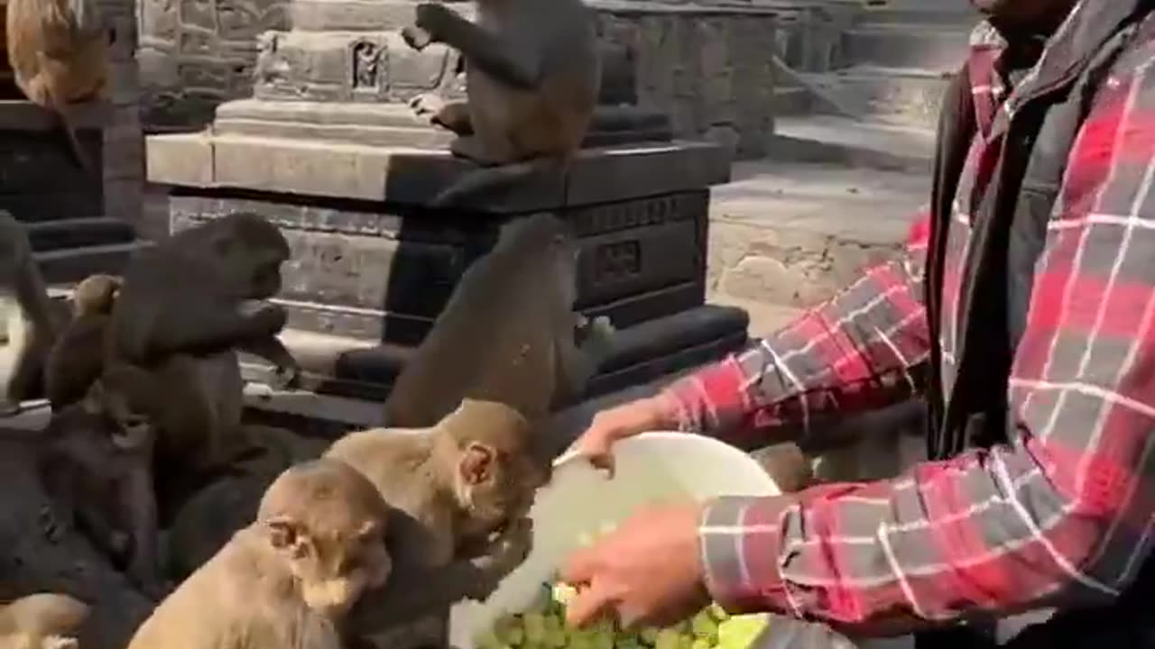 Monkeys enjoying green grapes in Nepal