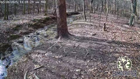 CamoCritter Critter Cam Live Stream