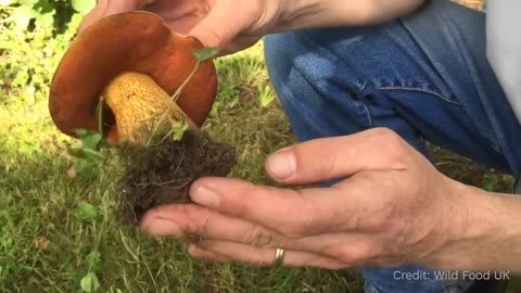 How do you know if a mushroom is poisonous? playlist: https://rumble.com/playlists/fcNMXPDMNtw