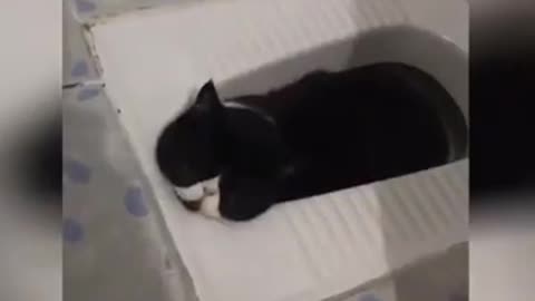 cat funny moments you never seen before