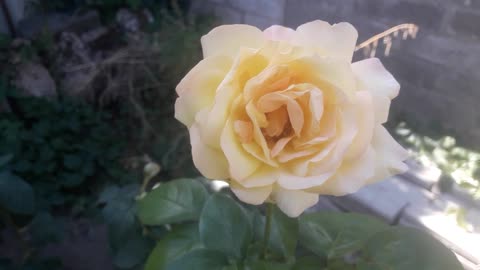 Cream rose