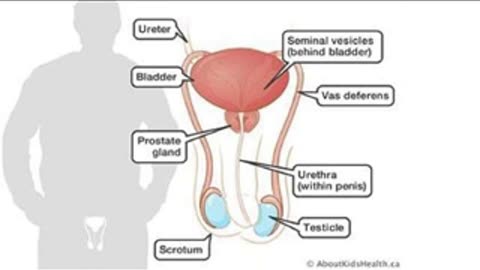 Ultimate Male Reproductive System Enhancement ~ Optimal Health + Frequencies ~ Gentle Rain Sounds