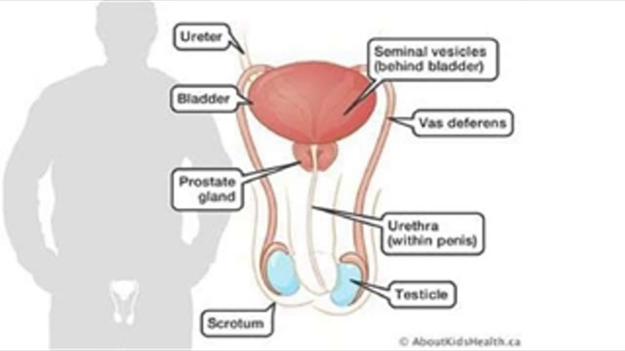 Ultimate Male Reproductive System Enhancement ~ Optimal Health + Frequencies ~ Gentle Rain Sounds