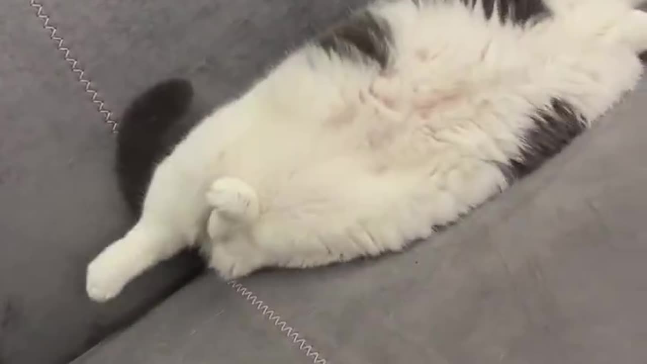 Fat Cat