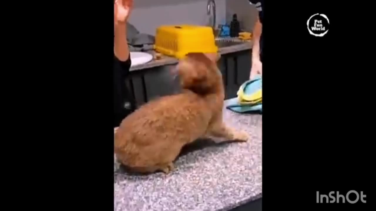 Funny animals