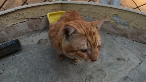 Homeless cat in Ras Al Khaimah, UAE: CHRIS MARTIN #cat #cats #ChrisMartin #pet #ae #UAE #pets #viral