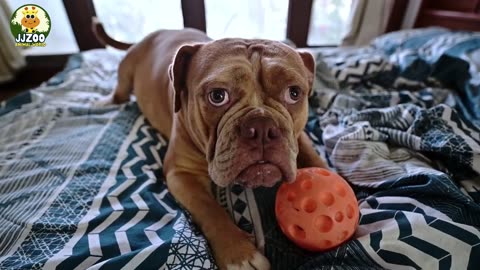 ZooVibe | The Cutest & Funniest Pets!