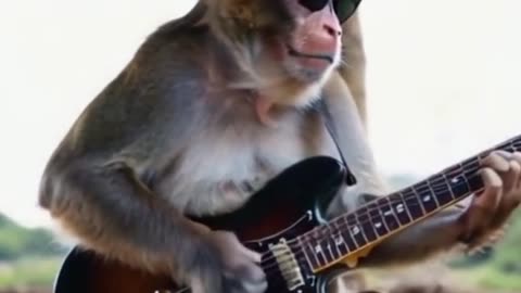 Monkey akustik