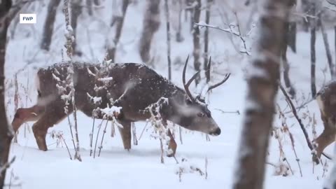 Helping Montana wildlife stay wild through the winter