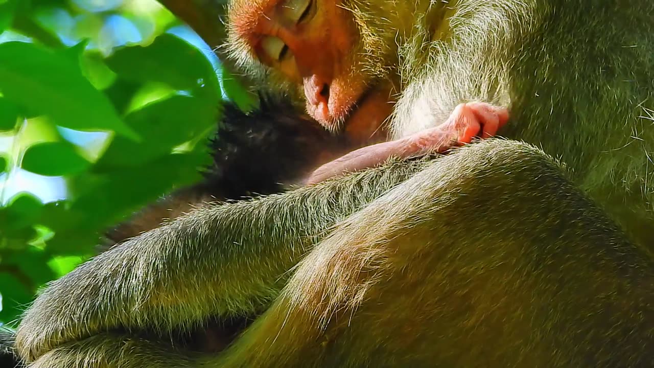 Look Baby monkey BABETTE's Face Really Sad When Mom Carry Her in The Wrong Way