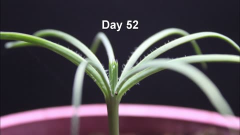 Pine Tree 53 Day Time Lapse