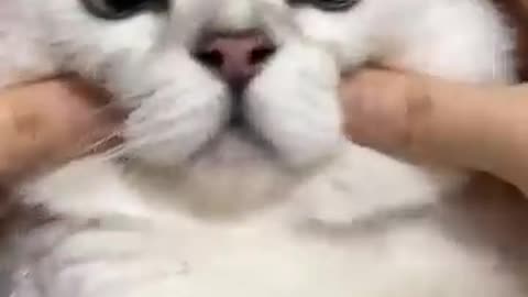 Funny#cat#videos#2025