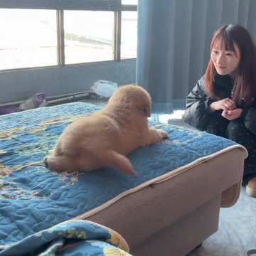 Fluffy Golden Retriever