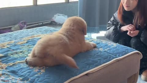 Fluffy Golden Retriever