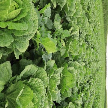 cabbage nutrition facts #farming #agriculture #food