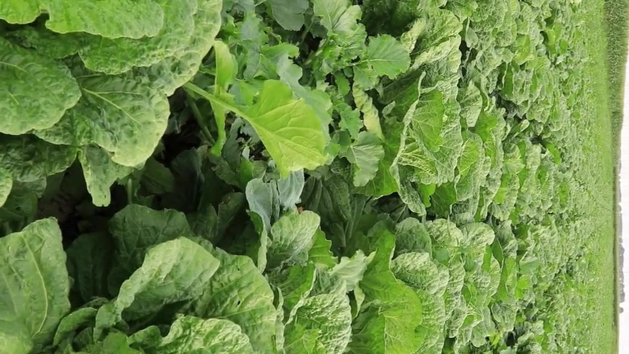 cabbage nutrition facts #farming #agriculture #food