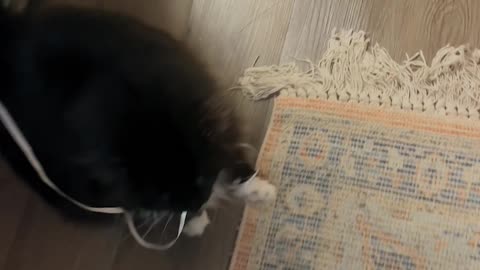 Balloon Triggers Cat Zoomies