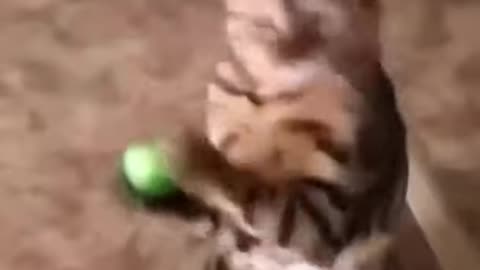 cute and funny cat catches ball then slowly falls down