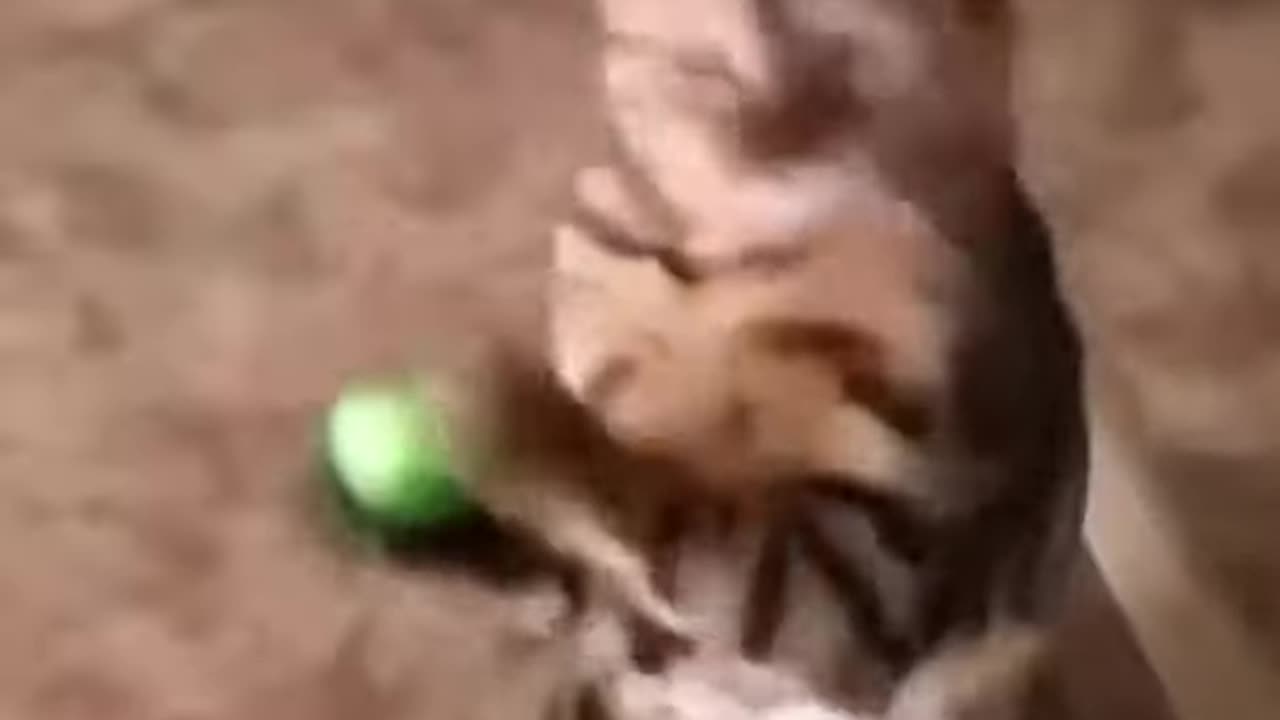 cute and funny cat catches ball then slowly falls down