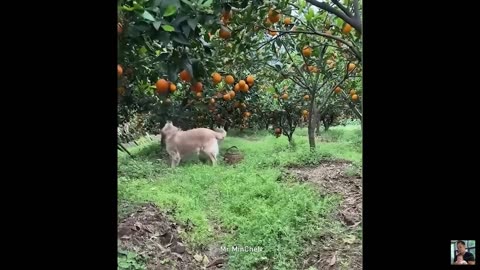 Best Funny Animal Videos of 2024 – Dogs & Cats That Will Make You Laugh!