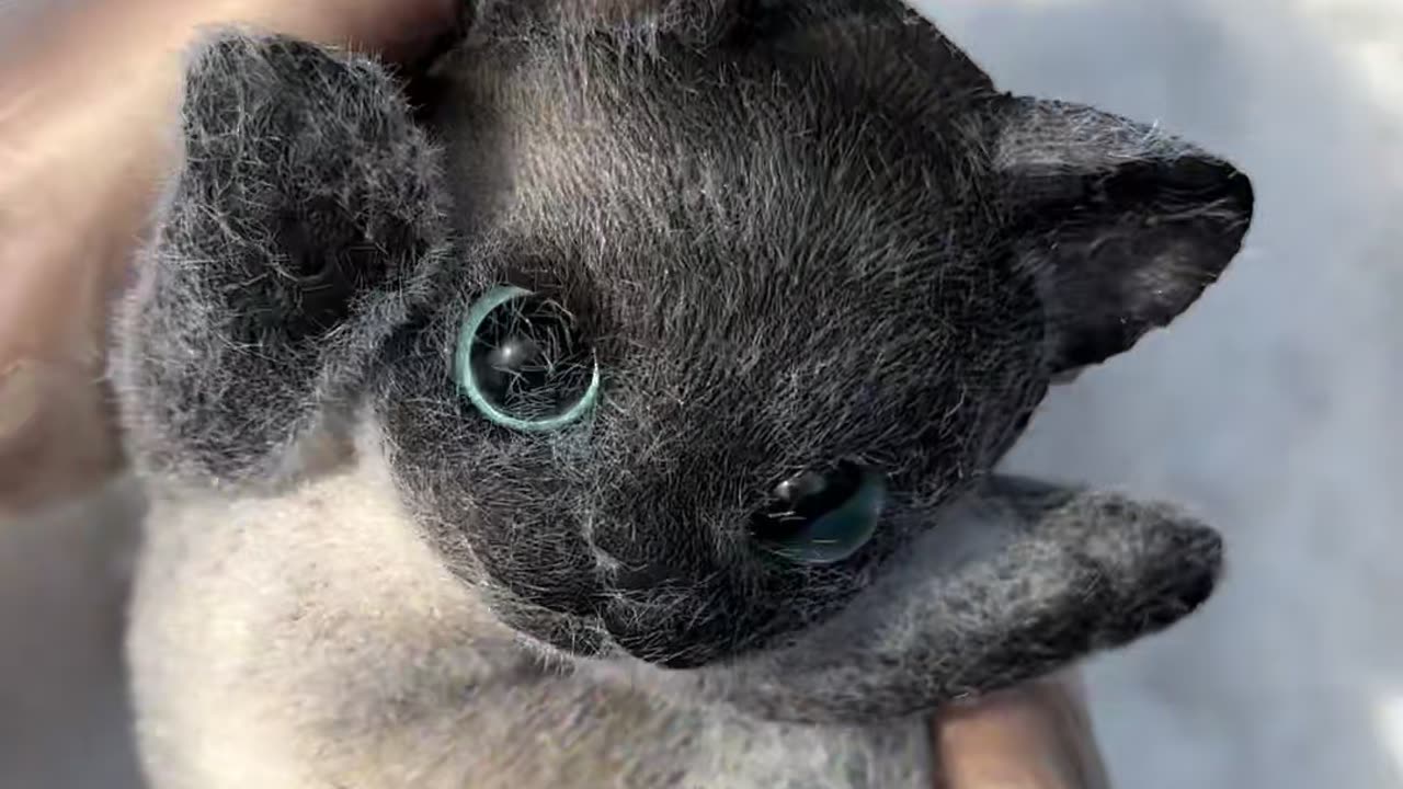 The whole process of making Siamese cat