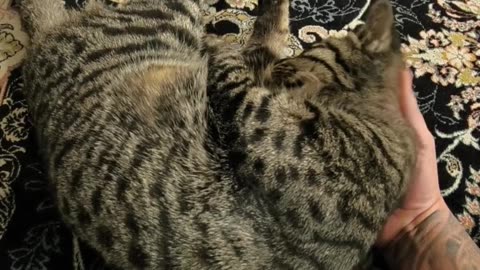 Funny my cat