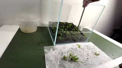 Building a Crystal-Clear Nano Planted Tank for Photography - 2.1 Gallon Aquascape