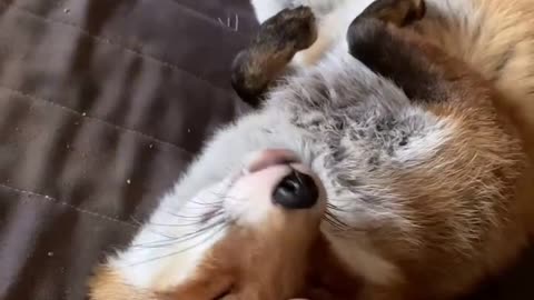 This Fox Lives for Snuggles