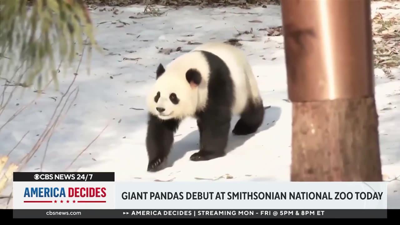 Inside the National Zoo's giant pandas debut