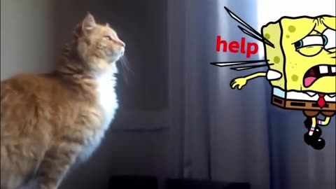 So SWEET!🐶Baby Dog & SpongeBob BEST FRIENDS!😍SpongeBob IRL + Funniest CATS!🐱 #Funny #CuteAnimals