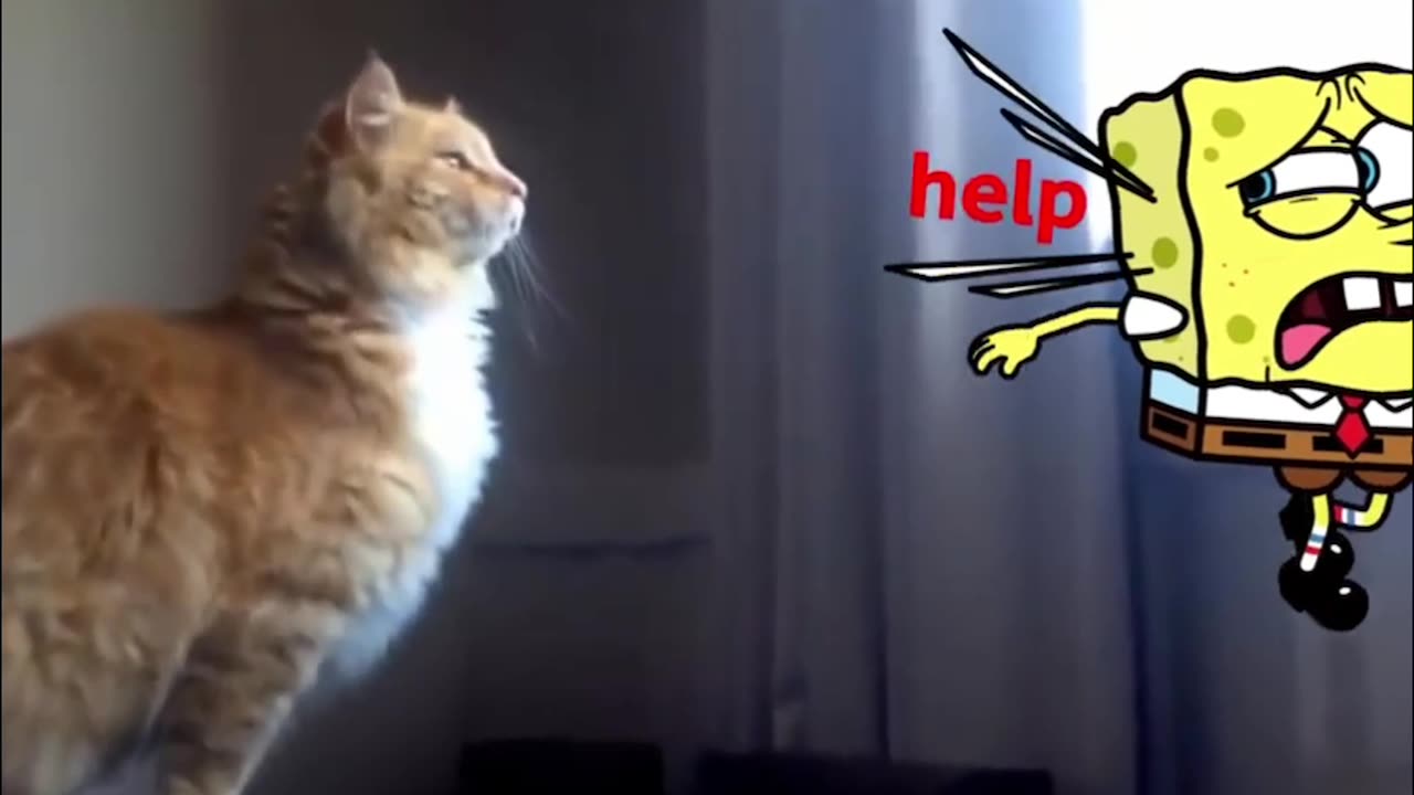 So SWEET!🐶Baby Dog & SpongeBob BEST FRIENDS!😍SpongeBob IRL + Funniest CATS!🐱 #Funny #CuteAnimals