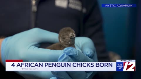 Mystic Aquarium welcomes 4 African penguin chicks