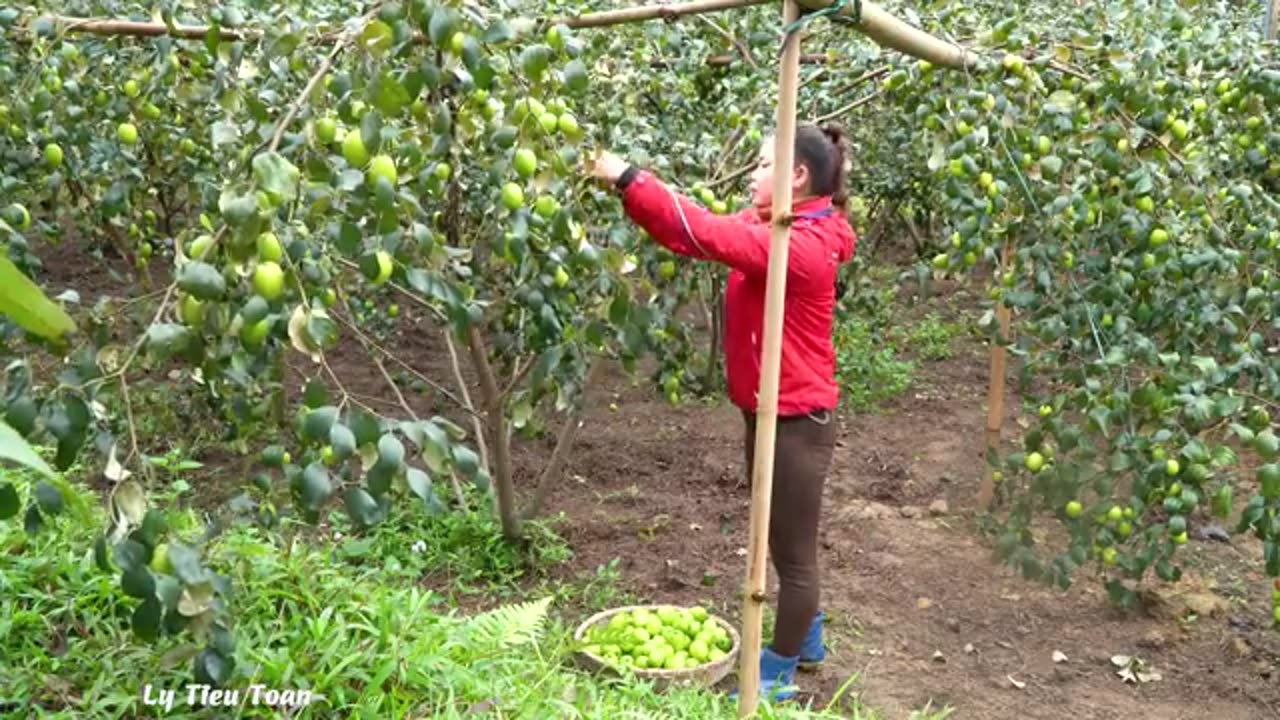 Use Horse Carriages Harvesting Many Sweet Apples Go To Countryside Market Sell