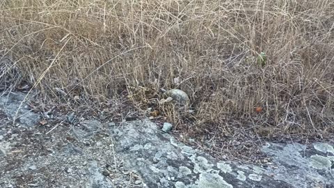 R13 Nature - 061823 - Turtle Digging To Lay Eggs in PA Mountains