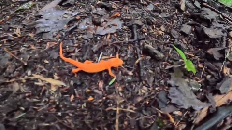 Eastern Newt