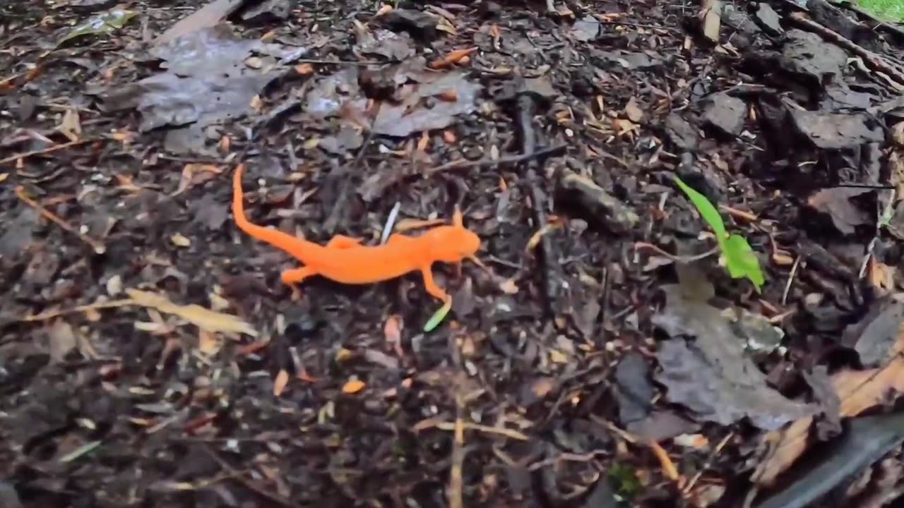 Eastern Newt