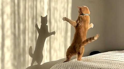 The Most dramatic cats moments ever! 😂 Funny Cat Videos 2025 😹