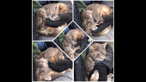 My first interaction with a cat in Delhi 💕