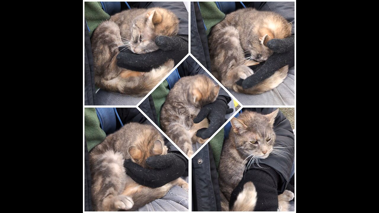 My first interaction with a cat in Delhi 💕
