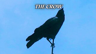 The Crow by: Life of Agony (Drum Video)