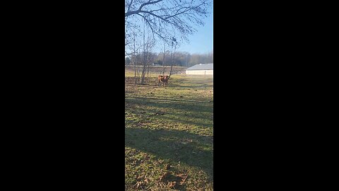 Cows and calves on a winter afternoon.