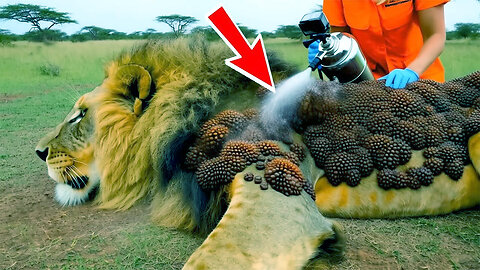 Cub seeks help for injured Lion rescued by heroic team